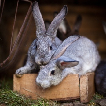 Rabbits-two-outside-hutch