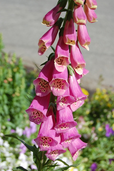 Foxglove_2