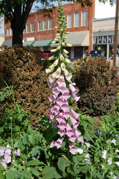 Foxglove_2_2