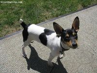 Toy Fox Terrier-watermarked-1236371592