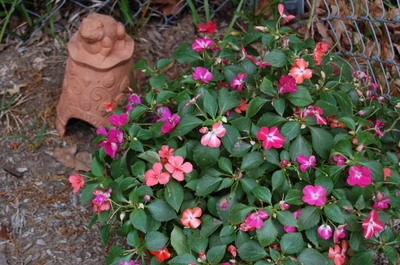 Impatiens