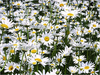 Field_of_daisies_full