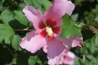 6a00d8341cbb0053ef0133f11a11c8970b-800wi