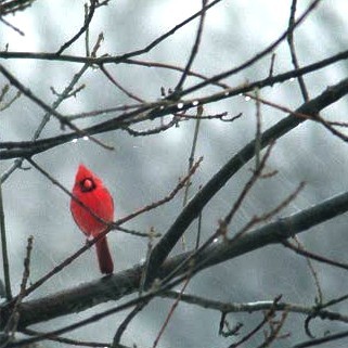 Wilsonrainycard06_03a_2