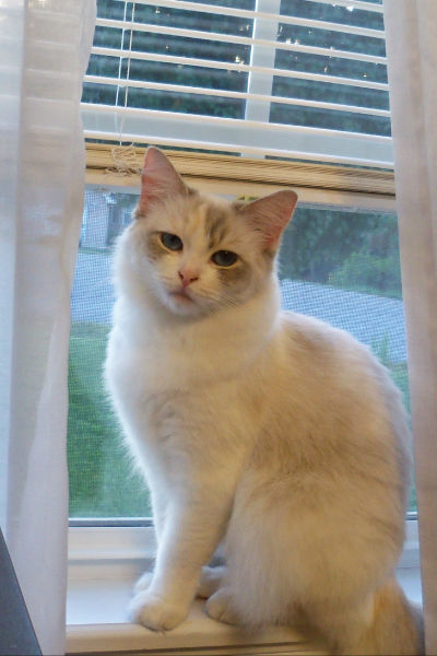 Thurs Brita's cat annie