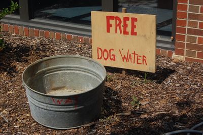 Dog Water