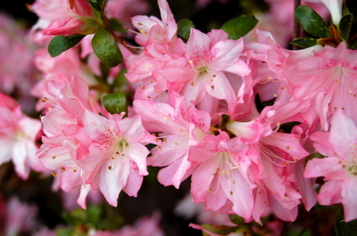Azalea_2