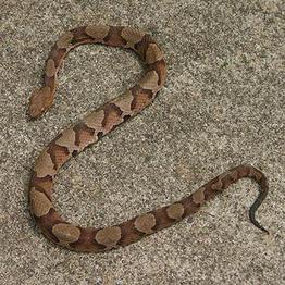 Copperhead