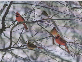 Cardinals