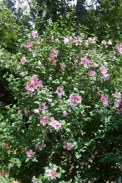 6a00d8341cbb0053ef013484443de0970c-800wi