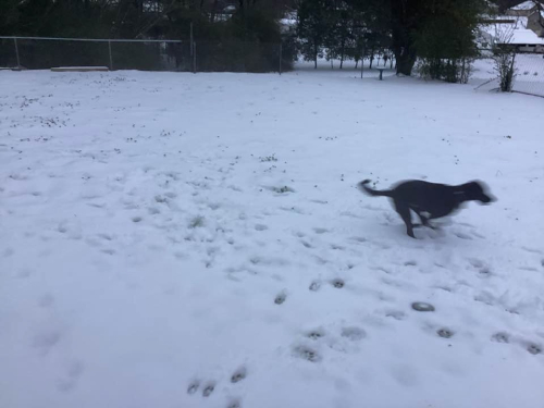 Ozzysnow - 1