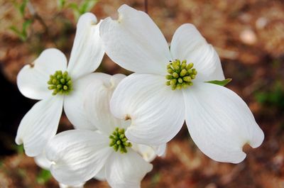 6a00d8341cbb0053ef014e60661052970c-400wi