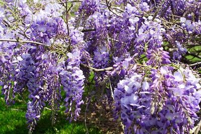 Wysteria-bush-spring-flower