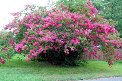 Crepe_myrtle