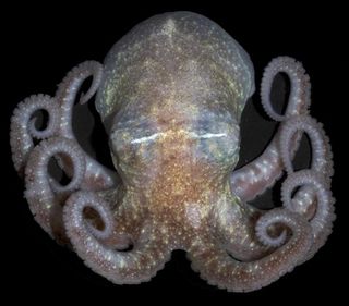 070225_antarctic_octopus_021