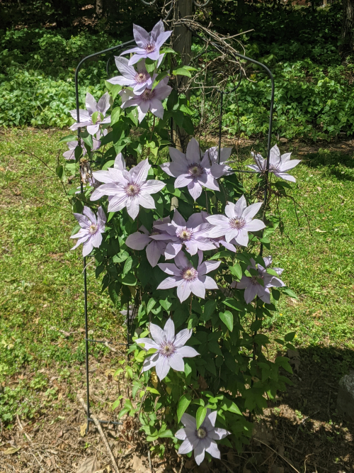 Flowers1