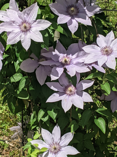 Flowers2