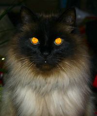 Spooky_cat_stock_by_rustymermaid_stock