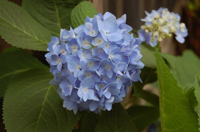 Hydrangea_2
