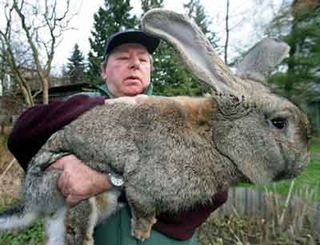Giant-rabbit2
