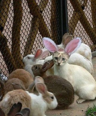 Rabbit_cat