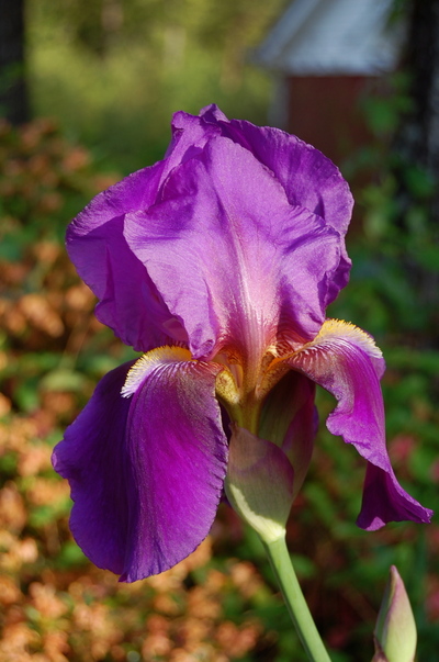 Iris
