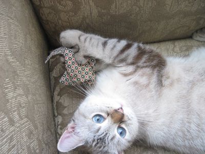 47743_1499394017240_1605861853_31181886_7866763_n