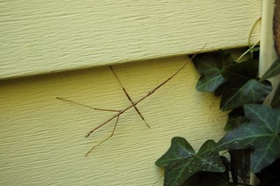 Walking stick 2