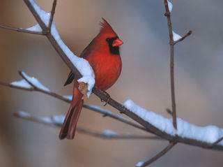 Male-Cardinal