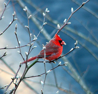 Cardinal