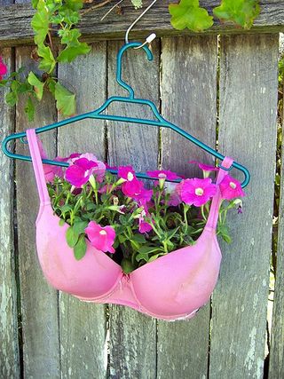 Bra planter