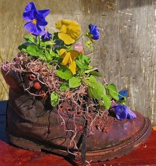Old shoe planter