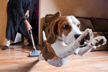 Post_fix_fear_of_vacuum_cleaner_in_dogs