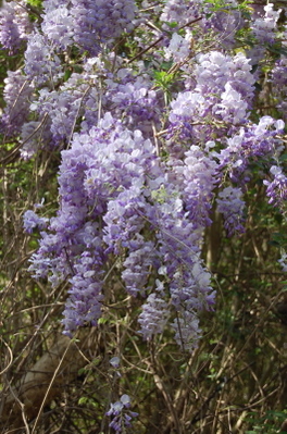 Wisteria_1