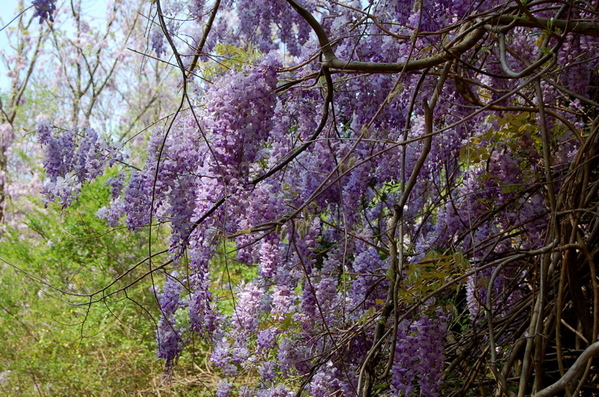 Wisteria_2_2