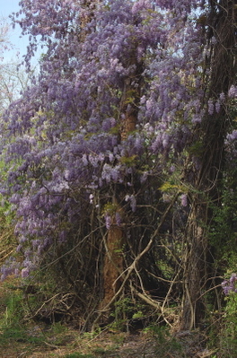 Wisteria_3